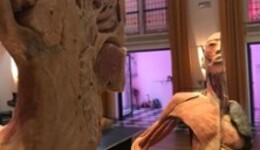 Körper Sonderausstellung